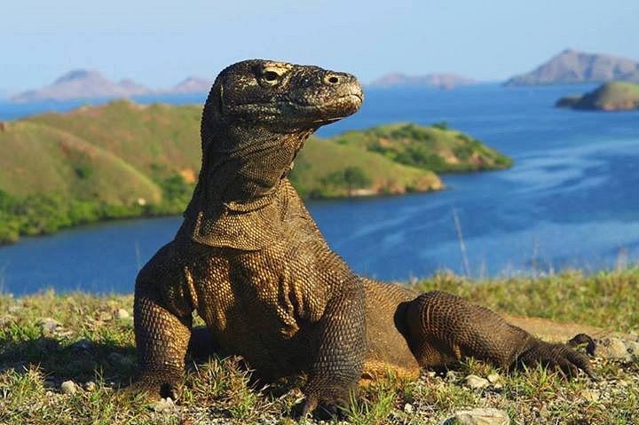 komodo-adala-sala-satu