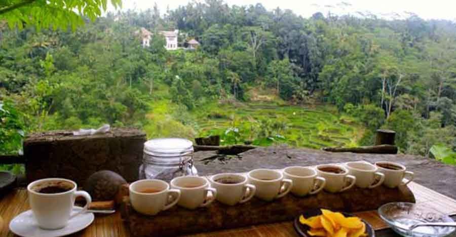 coffee-plantation-tour-ubud