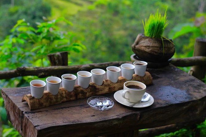coffee plantation