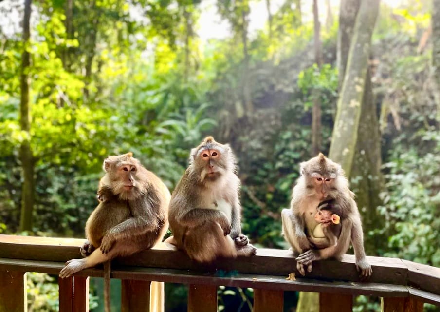 monkey forest