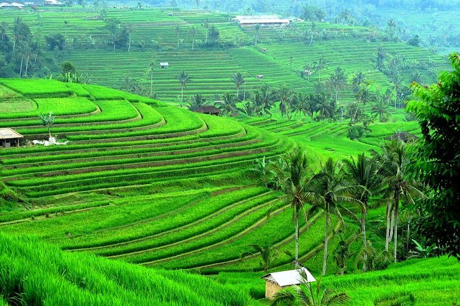 rice terrace jatiluwih